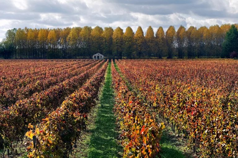 Herbstliche Weinberge südlich von Creon, Aquitaine/ Frankreich